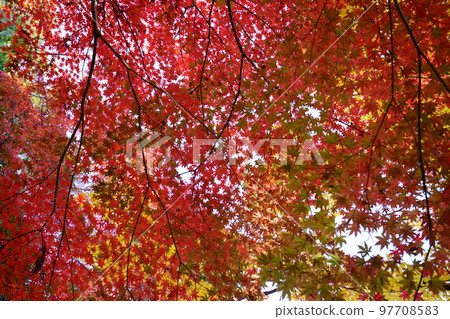 仰望京都 Wazuka Shoboji 寺的秋季途徑 仰望京都 Wazuka Shoboji 寺的秋季途徑 97708583