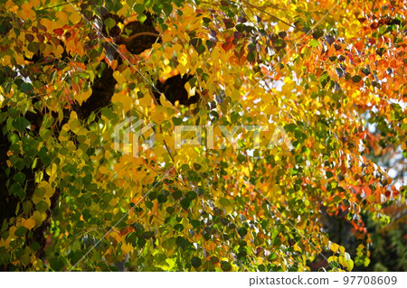 Large nankin goby trees in Nara Park and the peak of autumn foliage Large nankin goby trees in Nara Park and the peak of autumn foliage 97708609