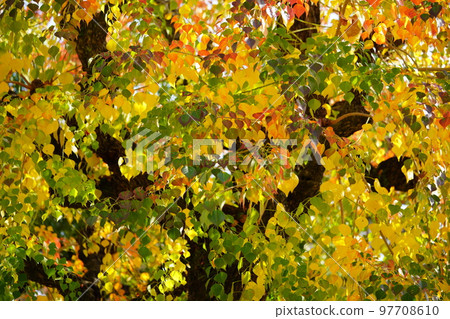 Large nankin goby trees in Nara Park and the peak of autumn foliage 97708610