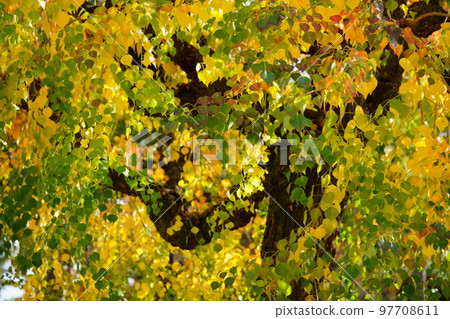 Large nankin goby trees in Nara Park and the peak of autumn foliage Large nankin goby trees in Nara Park and the peak of autumn foliage 97708611