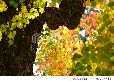 Large nankin goby trees in Nara Park and the peak of autumn foliage 97708614