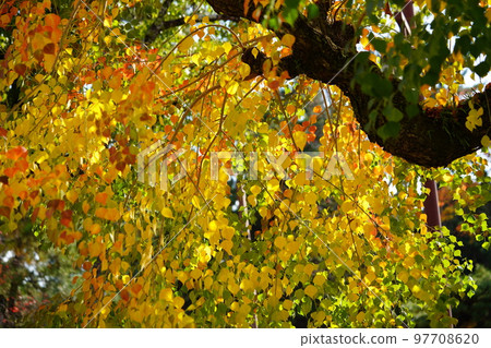 Large nankin goby trees in Nara Park and the peak of autumn foliage Large nankin goby trees in Nara Park and the peak of autumn foliage 97708620