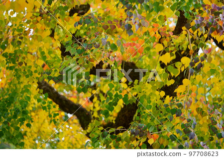 Large nankin goby trees in Nara Park and the peak of autumn foliage Large nankin goby trees in Nara Park and the peak of autumn foliage 97708623