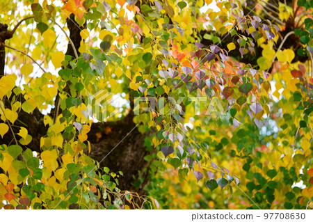 Nara Park's gobies at the peak of autumn foliage Nara Park's gobies at the peak of autumn foliage 97708630