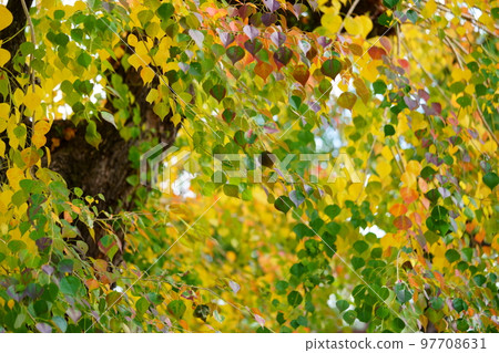 Nara Park's gobies at the peak of autumn foliage Nara Park's gobies at the peak of autumn foliage 97708631