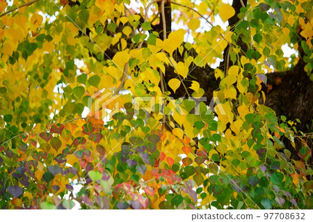 Nara Park's gobies at the peak of autumn foliage Nara Park's gobies at the peak of autumn foliage 97708632