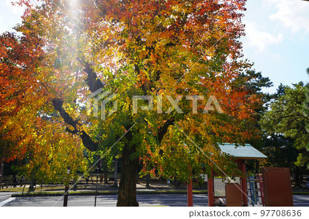 Nankin goby in front of the Nara Prefectural Office during the peak of autumn foliage 97708636