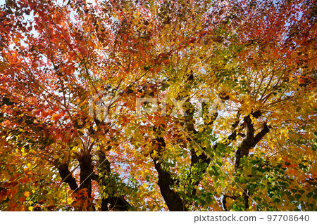 Nara Park's gobies at the peak of autumn foliage Nara Park's gobies at the peak of autumn foliage 97708640