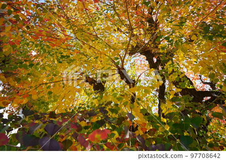 Nara Park's gobies at the peak of autumn foliage Nara Park's gobies at the peak of autumn foliage 97708642