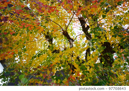 Nara Park's gobies at the peak of autumn foliage Nara Park's gobies at the peak of autumn foliage 97708643