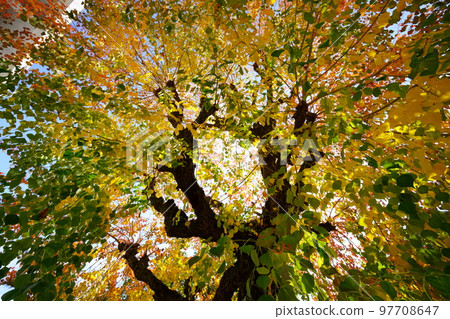 Nara Park's gobies at the peak of autumn foliage 97708647