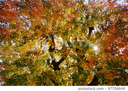 Nara Park's gobies at the peak of autumn foliage 97708649