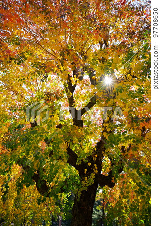 Nara Park's gobies at the peak of autumn foliage Nara Park's gobies at the peak of autumn foliage 97708650