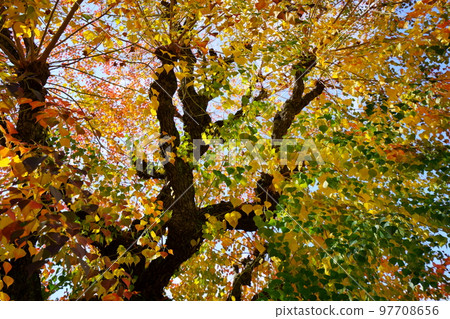 Nara Park's gobies at the peak of autumn foliage Nara Park's gobies at the peak of autumn foliage 97708656