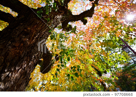 Nara Park's gobies at the peak of autumn foliage Nara Park's gobies at the peak of autumn foliage 97708668