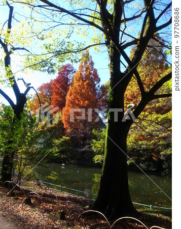 秋天的武藏石公園 97708686