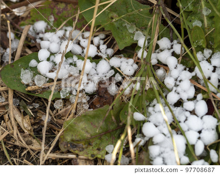 雜草葉子上的冰雹 雜草葉子上的冰雹 97708687