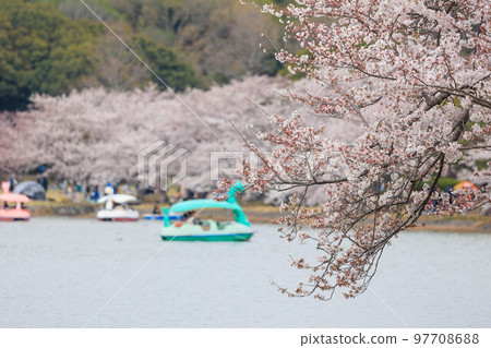 明石公園和春天的櫻花“兵庫縣” 97708688
