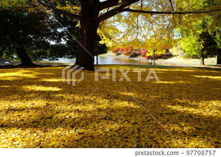 The sunlight filtering through the fallen leaves of the large ginkgo trees at Daibutsu Pond, a famous spot in Todaiji Temple. 97708757