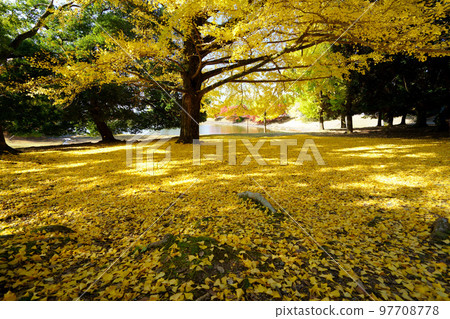 The sunlight filtering through the fallen leaves of the large ginkgo trees at Daibutsu Pond, a famous spot in Todaiji Temple. The sunlight filtering through the fallen leaves of the large ginkgo trees at Daibutsu Pond, a famous spot in Todaiji Temple. 97708778