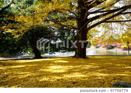 The sunlight filtering through the fallen leaves of the large ginkgo trees at Daibutsu Pond, a famous spot in Todaiji Temple. 97708779