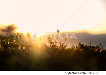 Cosmos field, fairy tale world Cosmos field, fairy tale world 97709118