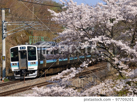 211 series Nagano color running next to cherry blossoms 97709201