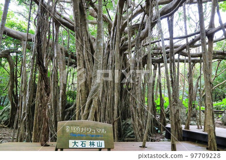 Daisekirinzan Prayer Gajumaru（沖繩縣） 97709228