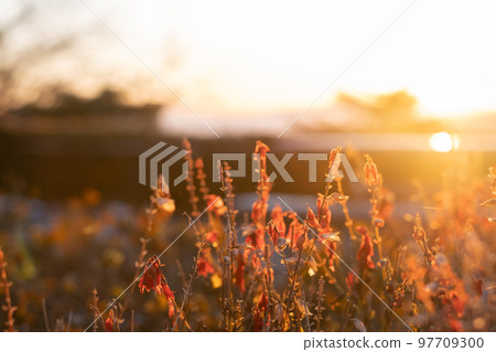 Cosmos field, fairy tale world 97709300