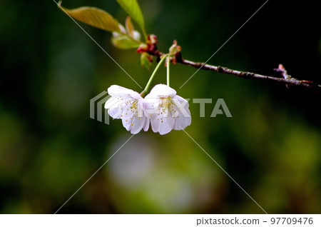 Sakura two-wheel 97709476