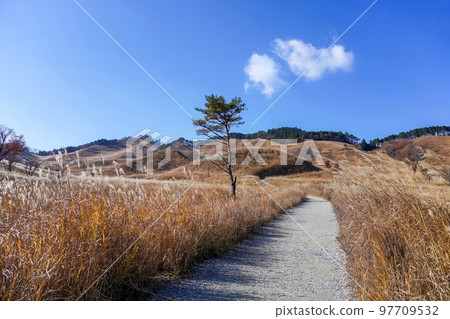 Scenery of Tonomine Kogen promenade covered with pampas grass @ Hyogo Scenery of Tonomine Kogen promenade covered with pampas grass @ Hyogo 97709532
