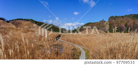 Scenery of the wooden path of Tonomine Kogen covered with pampas grass @ Hyogo Scenery of the wooden path of Tonomine Kogen covered with pampas grass @ Hyogo 97709533