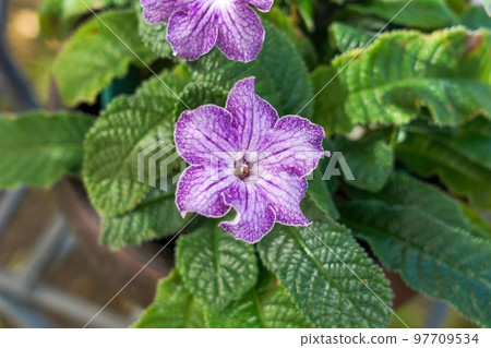 Purple streptocarpus flower in full bloom Purple streptocarpus flower in full bloom 97709534