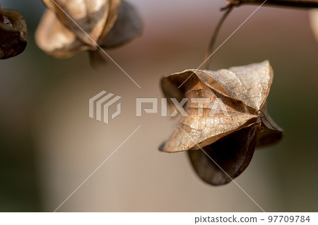 Physalis angulata is dry, another type of Thai herb that is found along the way. 97709784