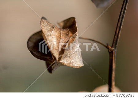 Physalis angulata is dry, another type of Thai herb that is found along the way. Physalis angulata is dry, another type of Thai herb that is found along the way. 97709785