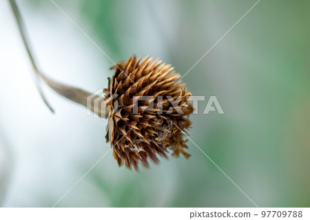 Pollen of Zinnia, dried in nature 97709788