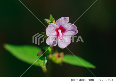 Urena lobata, beautiful pink in nature, is a poisonous plant with hairy thorns irritating 97709793
