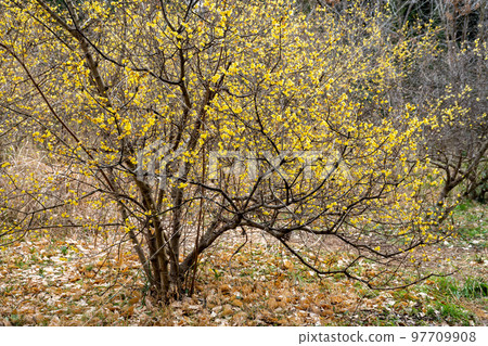 Yellow wintersweet flowers blooming in winter Yellow wintersweet flowers blooming in winter 97709908