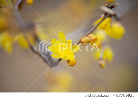 Yellow wintersweet flowers blooming in winter 97709923