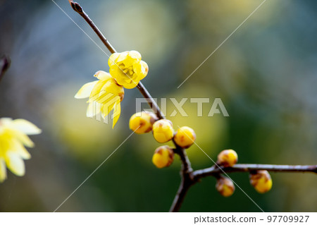 黃色的臘梅花在冬天盛開 黃色的臘梅花在冬天盛開 97709927