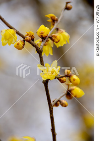 Yellow wintersweet flowers blooming in winter Yellow wintersweet flowers blooming in winter 97709928