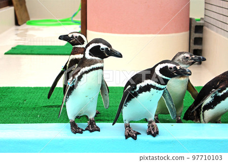 Magellan penguin about to jump into the pool Magellan penguin about to jump into the pool 97710103