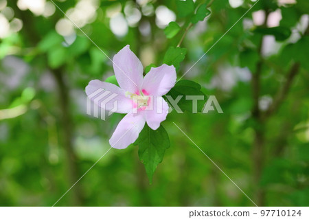 Mukugawa no Hana 97710124