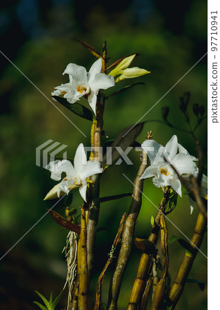 White orchids are blooming in the forest.Is an orchid that is found on the top of Doi Inthanon, Thailand White orchids are blooming in the forest.Is an orchid that is found on the top of Doi Inthanon, Thailand 97710941
