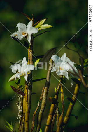 White orchids are blooming in the forest.Is an orchid that is found on the top of Doi Inthanon, Thailand 97710942