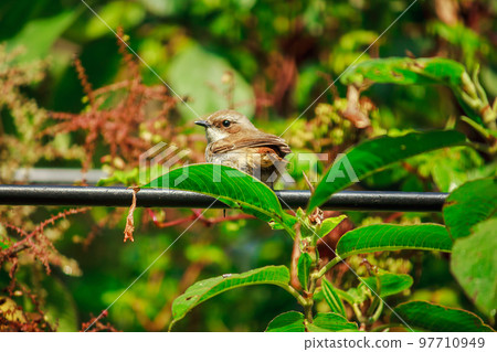 fulvetta (bird) on trees in Doi Inthanon National Park Thailand 97710949