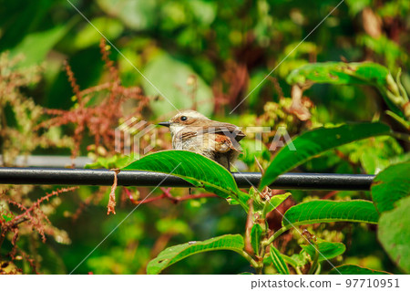 fulvetta (bird) on trees in Doi Inthanon National Park Thailand fulvetta (bird) on trees in Doi Inthanon National Park Thailand 97710951