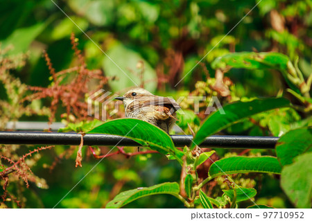 fulvetta (bird) on trees in Doi Inthanon National Park Thailand fulvetta (bird) on trees in Doi Inthanon National Park Thailand 97710952