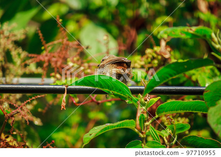 fulvetta (bird) on trees in Doi Inthanon National Park Thailand fulvetta (bird) on trees in Doi Inthanon National Park Thailand 97710955