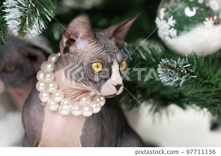 Young Sphynx Cat sitting surrounded by green branches of Christmas tree. 97711136
